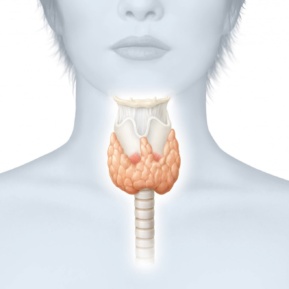 Thyroid Gland