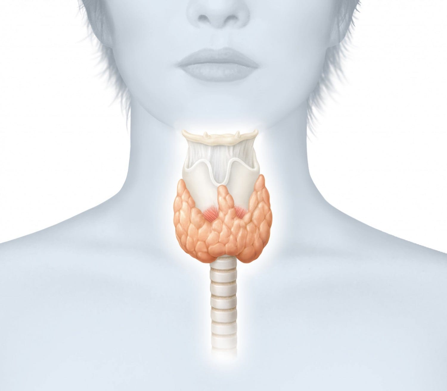 Thyroid Gland