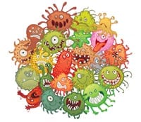 Bacteria