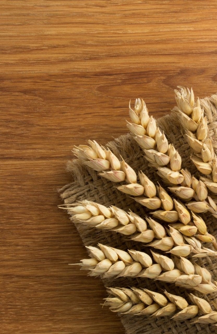 Wheat Grains Gluten