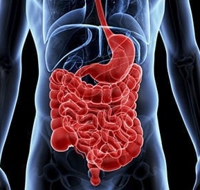 Leaky Gut Syndrome