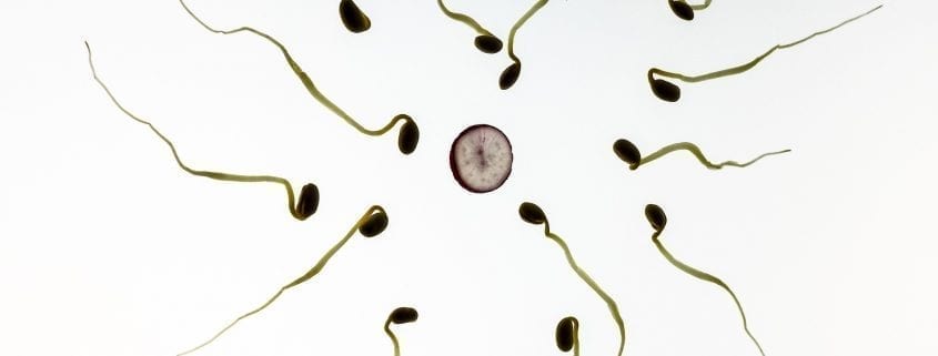 Sperm 956480 1920 845x321