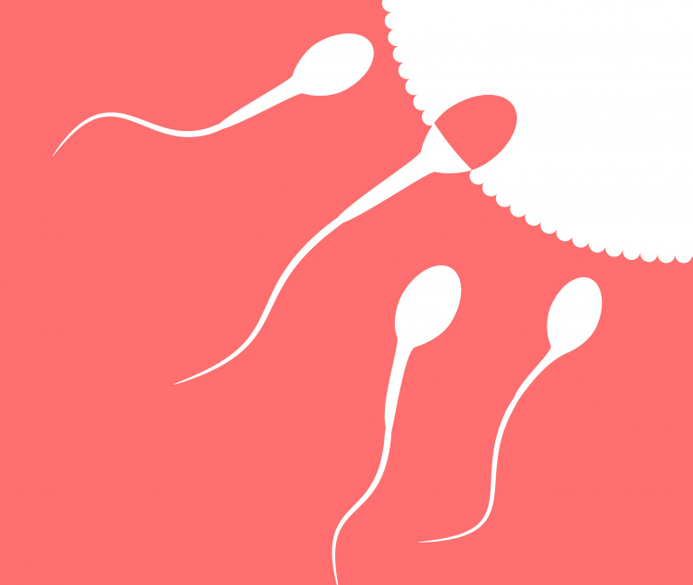 Human Sperm Cell And Male Fertility
